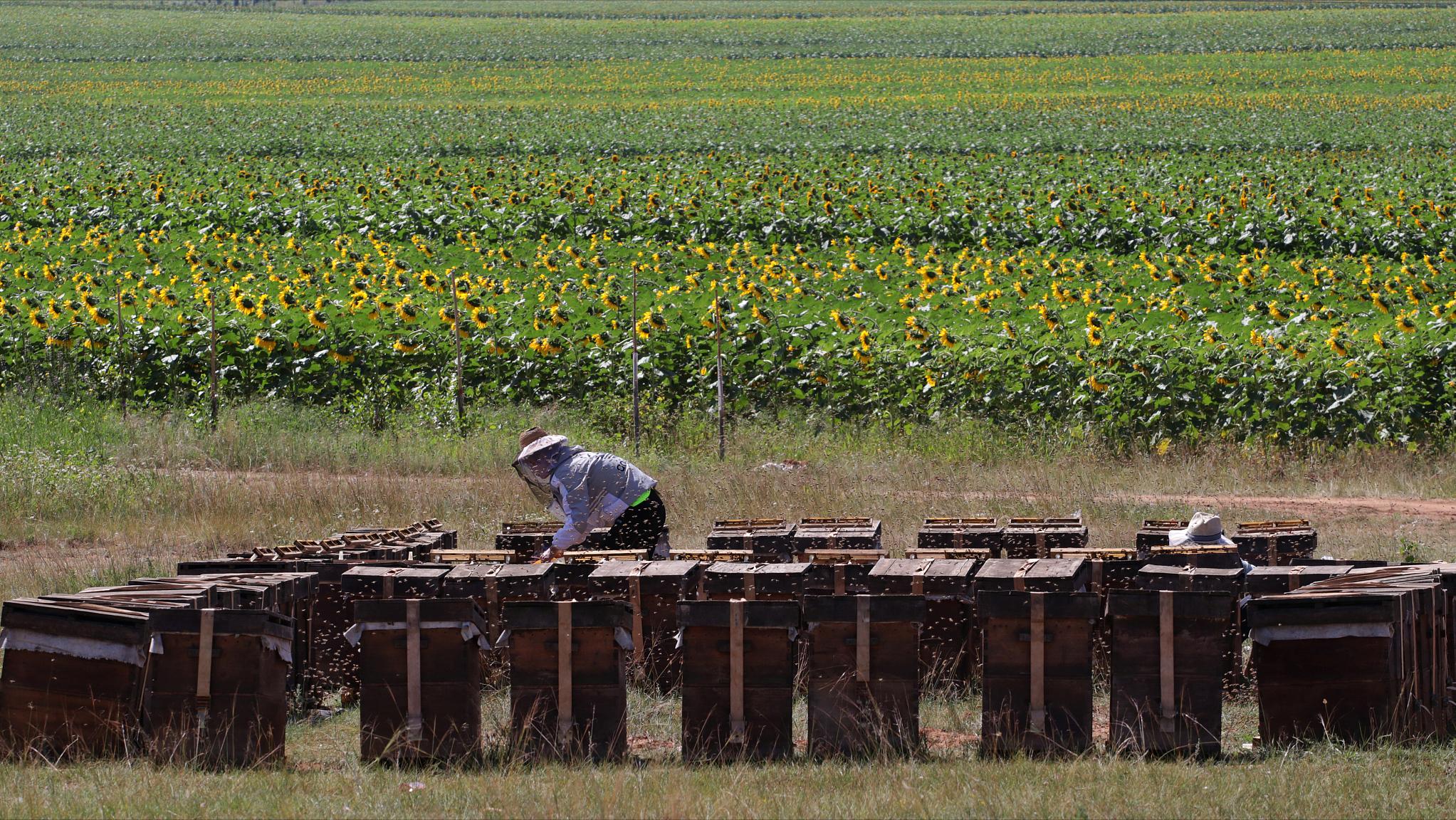 养一箱意蜂，一年能赚多少钱？成本是多少？