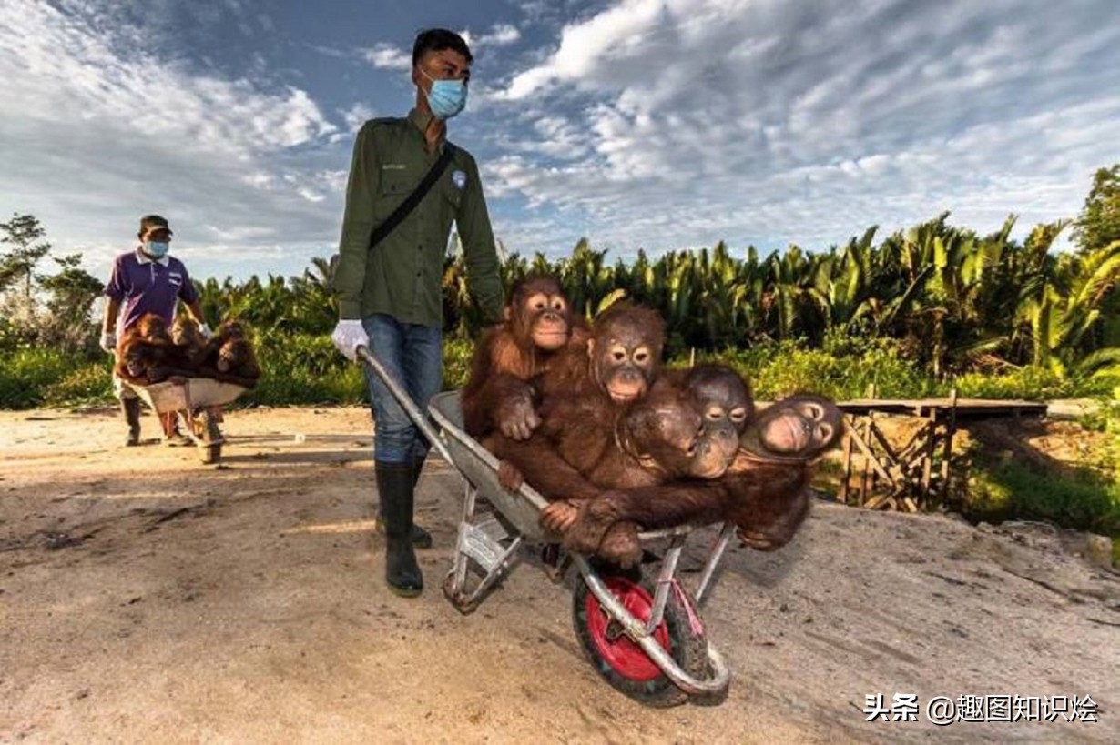 31张活久见的有趣图片,鳄鱼电鳗同归于尽渔翁得利