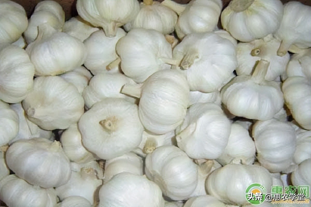 2023年大蒜价格能卖到多少钱1斤,2024年大蒜价格预计多少钱一斤