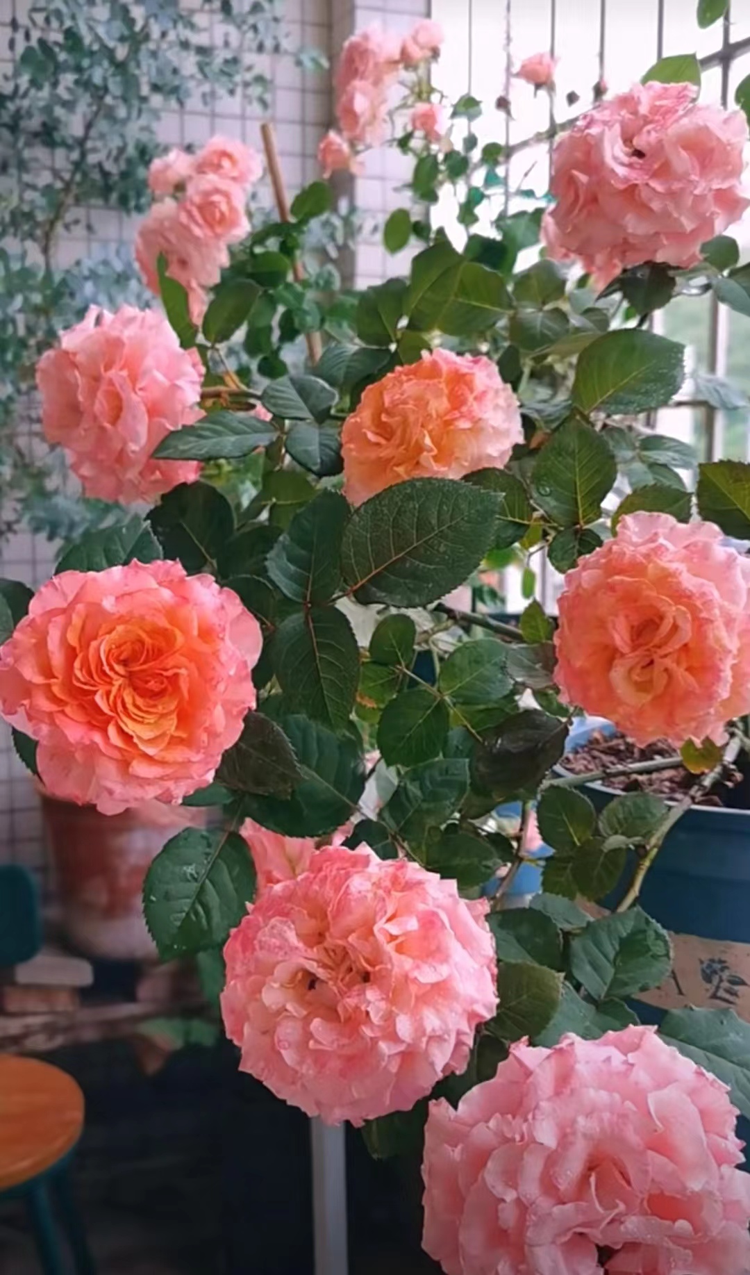 亚伯拉罕月季品种优缺点,爬藤月季品种的优缺点