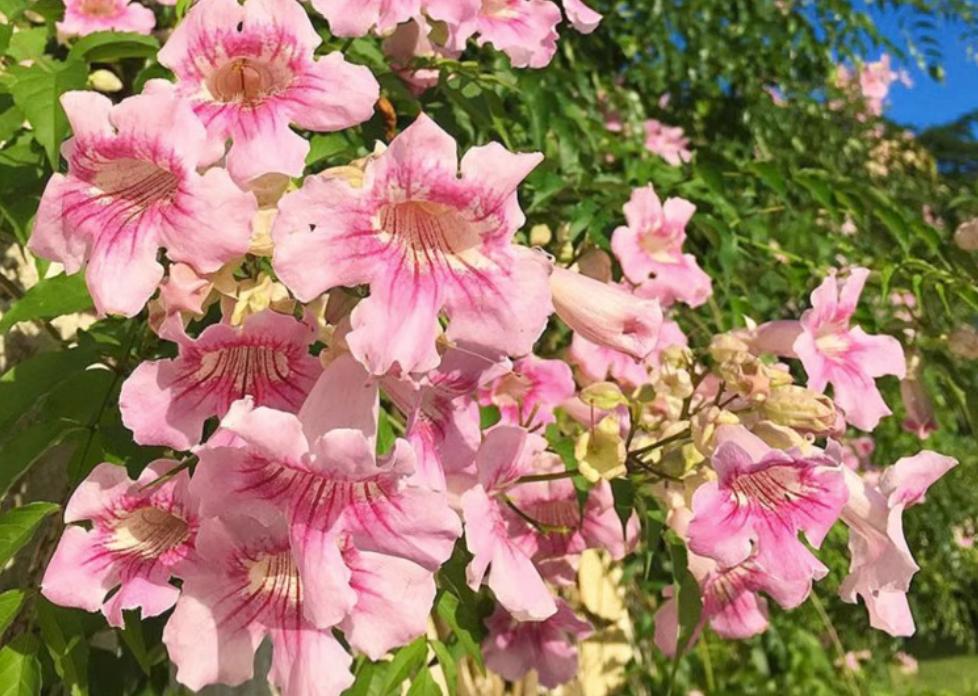 凌霄花几年能爬满花架,夏季盆栽凌霄花怎么养