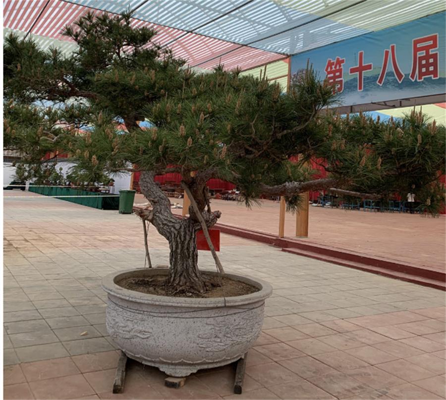 泰山杯书画展,泰山杯盆景展