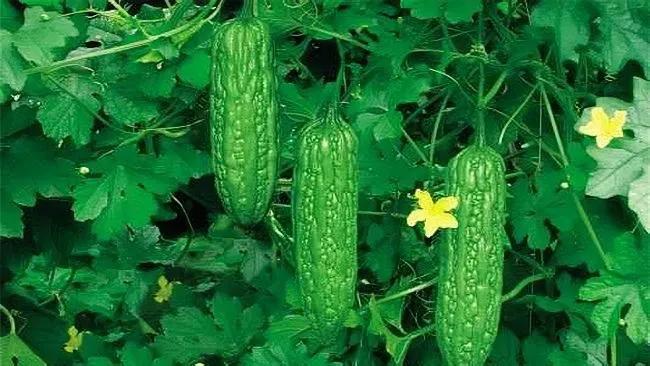 苦瓜的种植技术套种,苦瓜的种植技术和管理方法