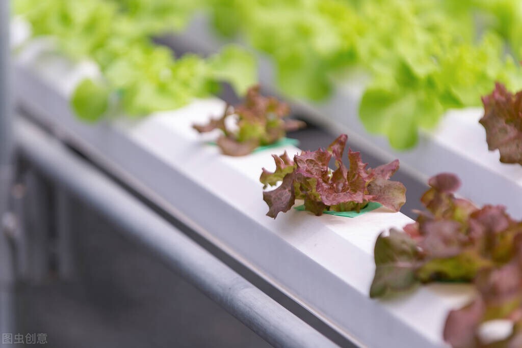 水培蔬菜怎么样才能发芽,水培蔬菜口感如何
