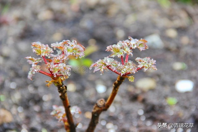 在家养棵发财树寓意着日进斗金,家里养哪些树越老越值钱