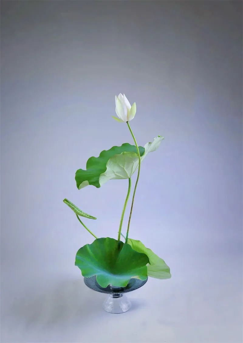 日本顶级禅意插花荷花,日式荷花插花