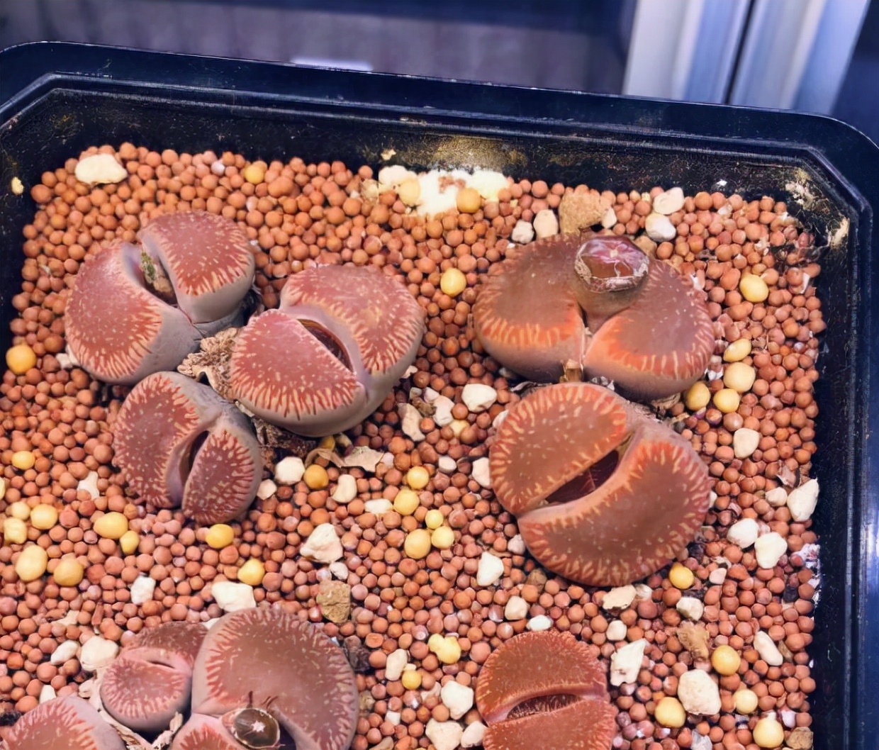 被奉为“顶配”的多肉石生花，光照片好看，入手就后悔，太丑