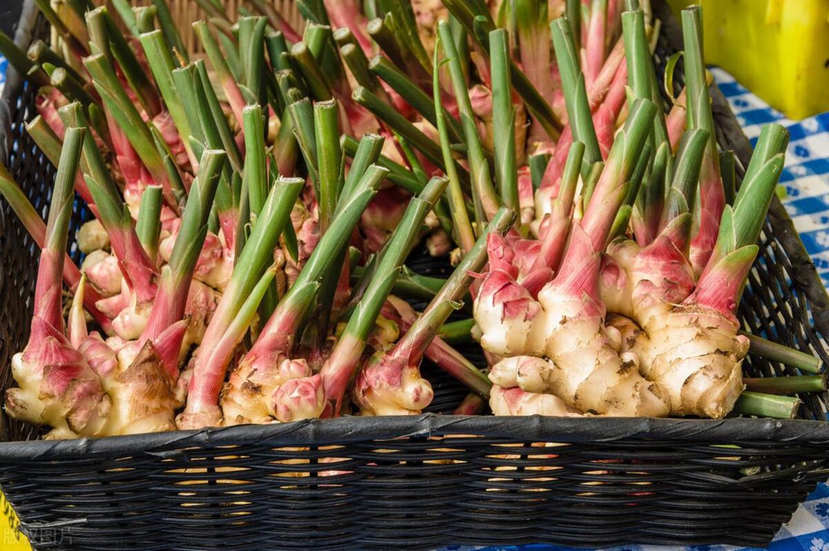 北方何时适宜种姜,立夏种姜夏至收姜是什么意思