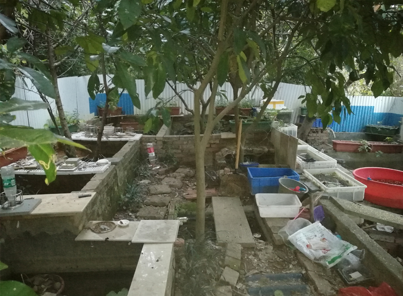 黄缘闭壳龟的公母是由什么决定的,黄缘闭壳龟刚到家躲在土里不出来