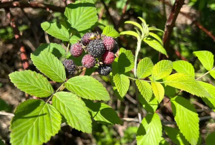 小时候吃的野果子覆盆子,小时候吃像覆盆子的是什么野果