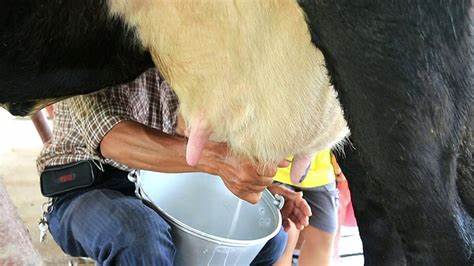 挤压豌豆作为有机高山农场奶牛饲料，为奶牛提供大豆蛋白是否可行