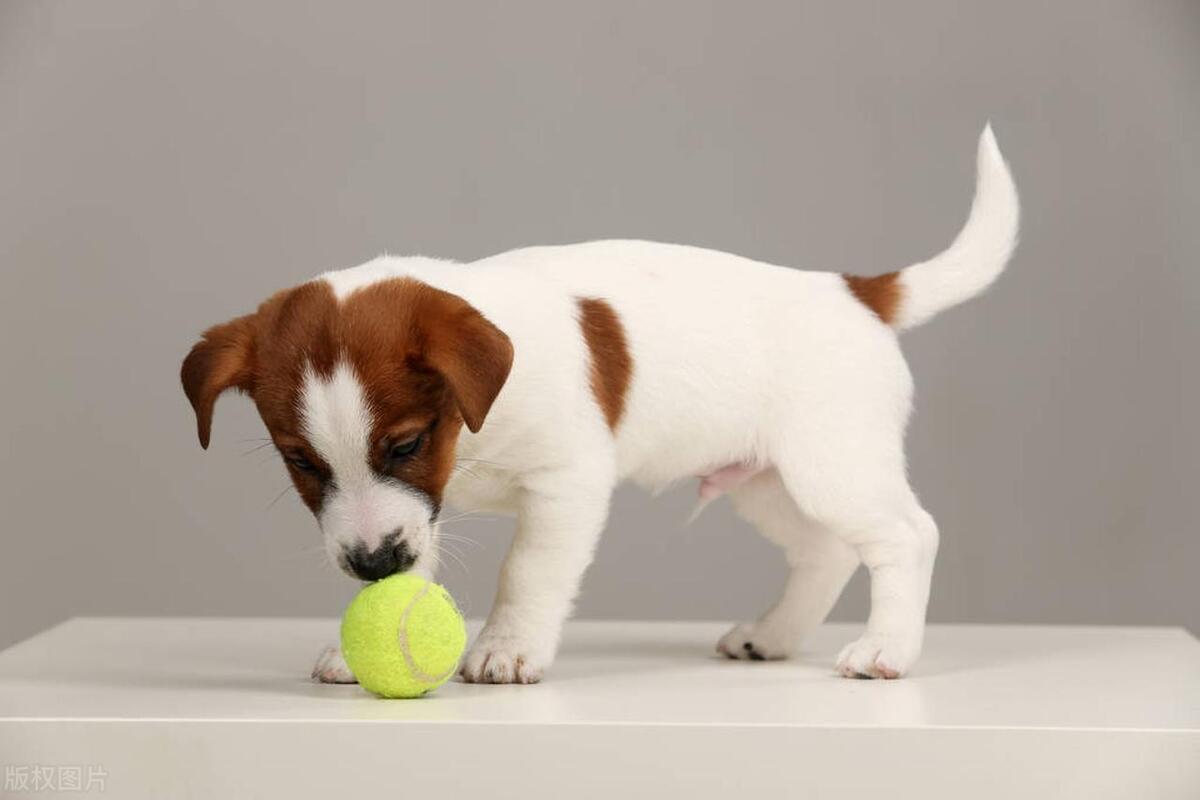 媳妇喜欢养狗婆婆反感怎么办,婆婆不喜欢狗媳妇养狗