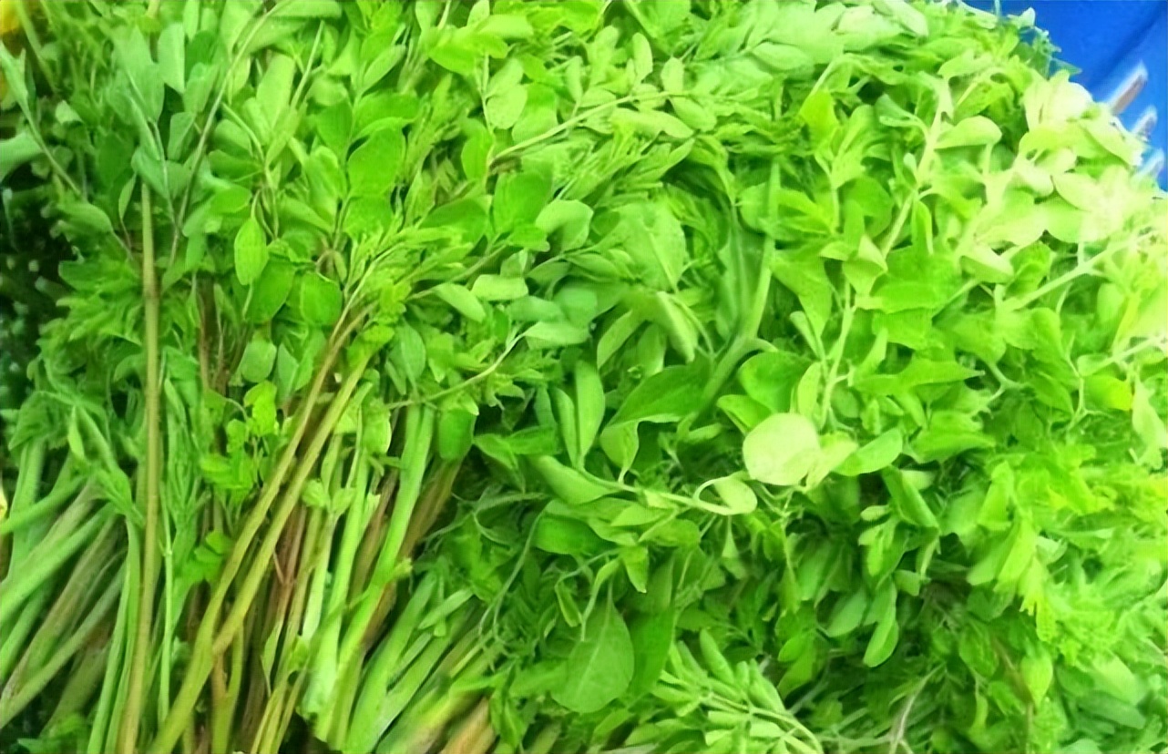 辣木树又叫什么,可以食用的辣木树图片