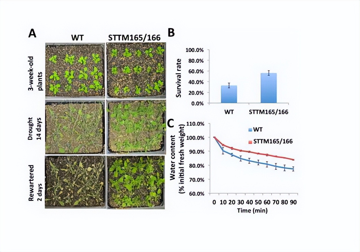 马铃薯种植与加工进展论文,马铃薯生产现状及发展趋势