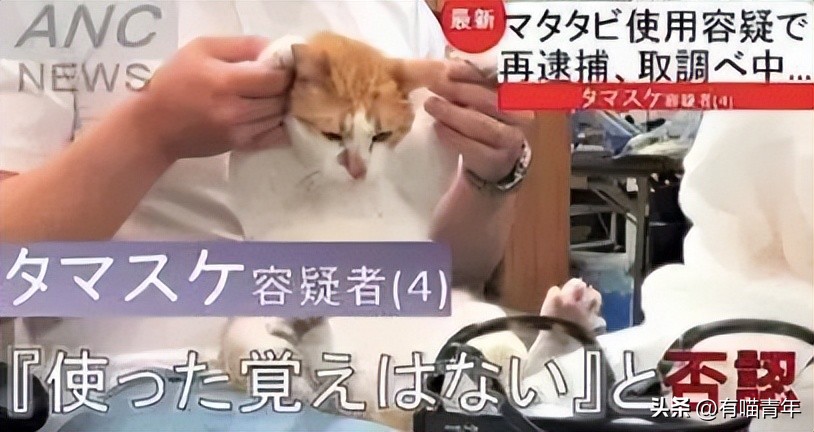 非洲雄狮打群架,俄罗斯战斗民族跟狮子打架