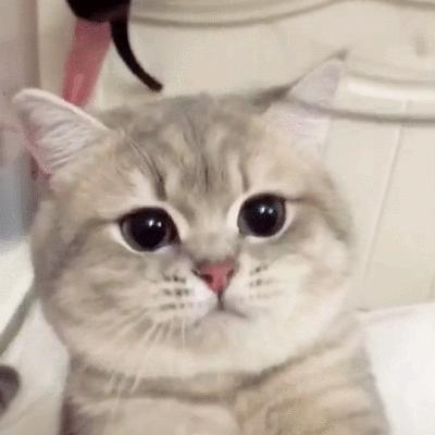 新手养猫必备猫咪行为语言大解读,猫咪16种求救信号养猫人必看