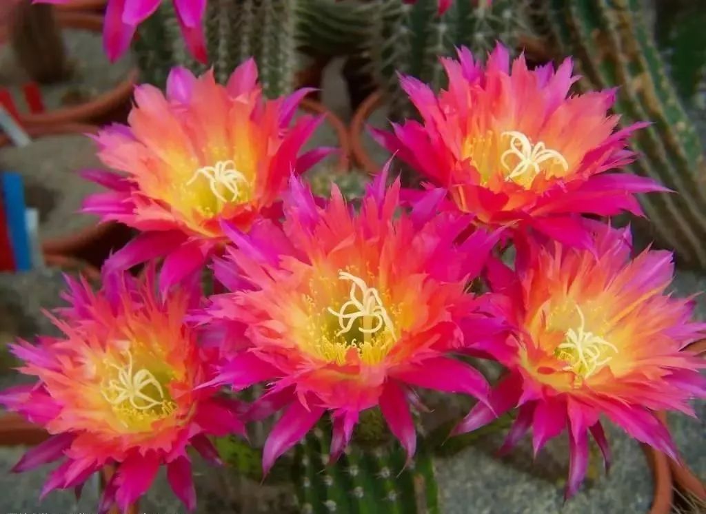 200种·仙人球开花图鉴，大开眼界，美到爆