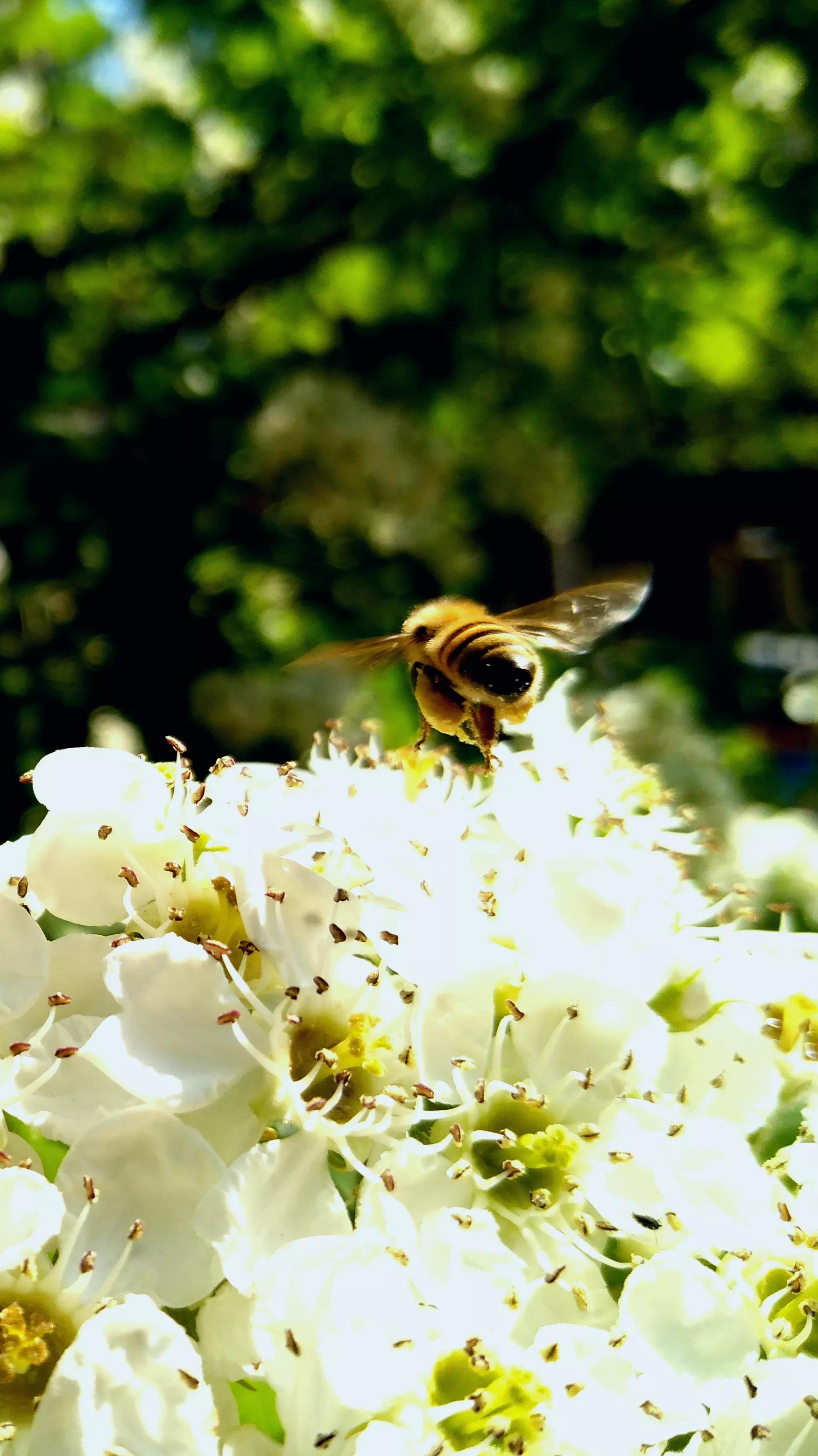 小小蜜蜂采蜜忙,小蜜蜂采蜜忙下一句