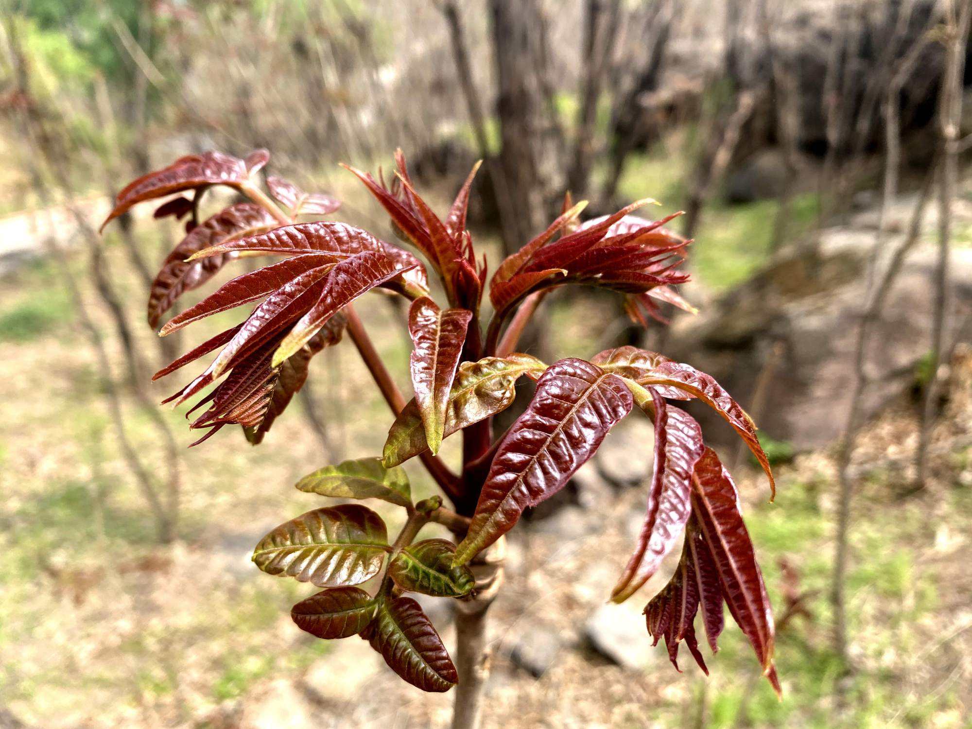 门前左右两边种树风水怎么说,自家门前种树风水讲究什么