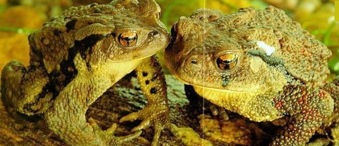 养殖中华大蟾蜍需要什么手续,蟾蜍的人工养殖成功了吗