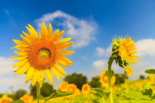 心想事成万事如意一切都顺利,一切顺利万事如意心想事成