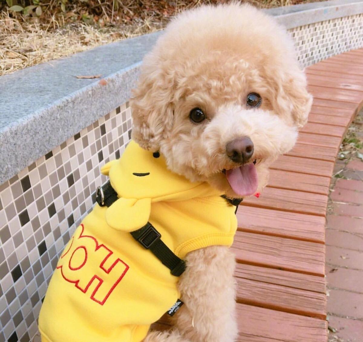 新手适合养的狗便宜可爱,又便宜又可爱的狗