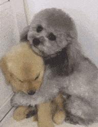 泰迪一般几个月出现流氓行为,泰迪怎么惩罚会比较有效