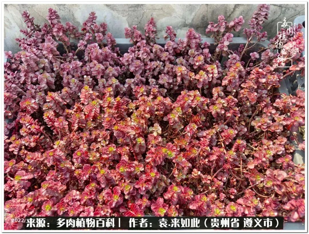 多肉和鲜花并存更养眼,最养眼的多肉品种