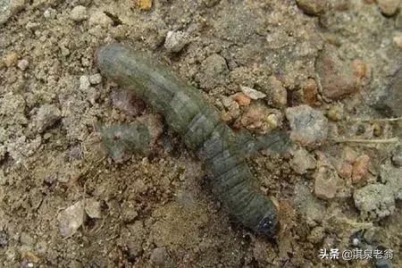 茄子刚移栽到大田如何预防虫害,茄子苗虫害诊断与防治图谱