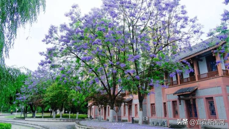 泸州蓝花楹打卡地,蓝花楹打卡点照片