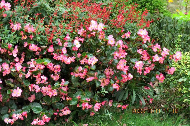 花溪小公园,美丽的花溪公园