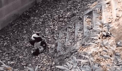 丫丫目前回国的样子,丫丫回国是好事还是坏事