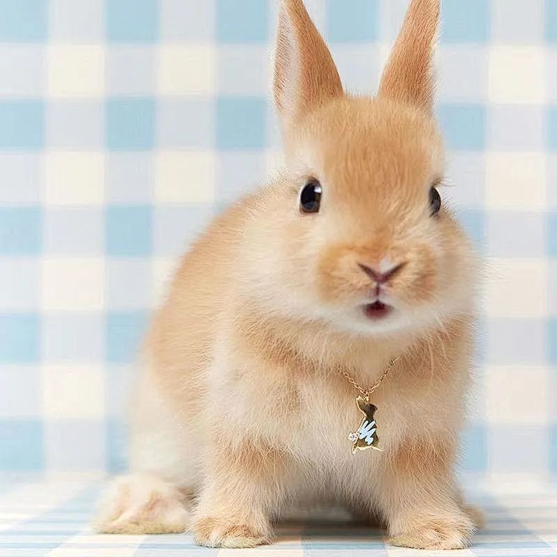 红丝绒限定珠宝,大牌新年珠宝推荐