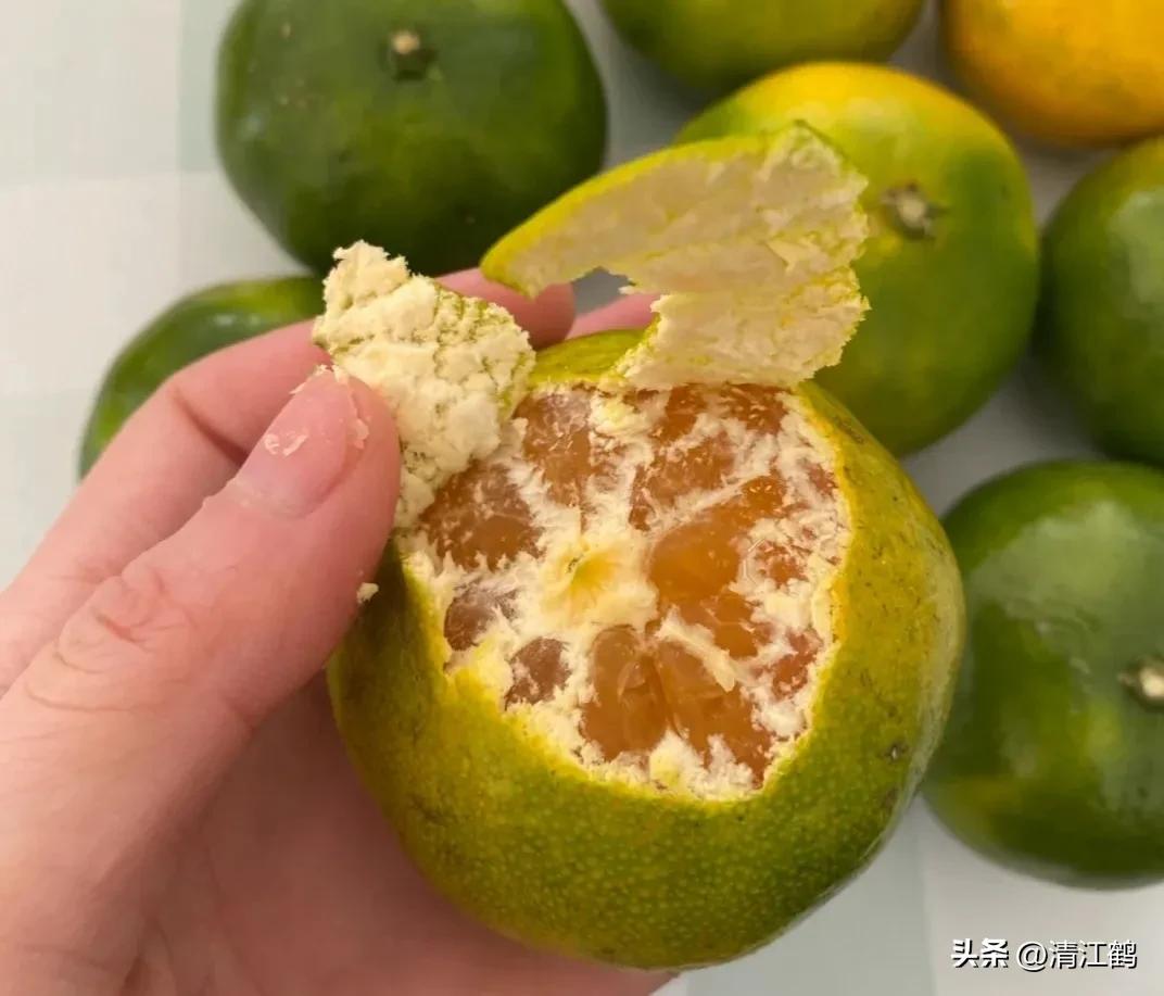 如何防柑橘成熟期低温落果,柑橘返青后怎样脱青