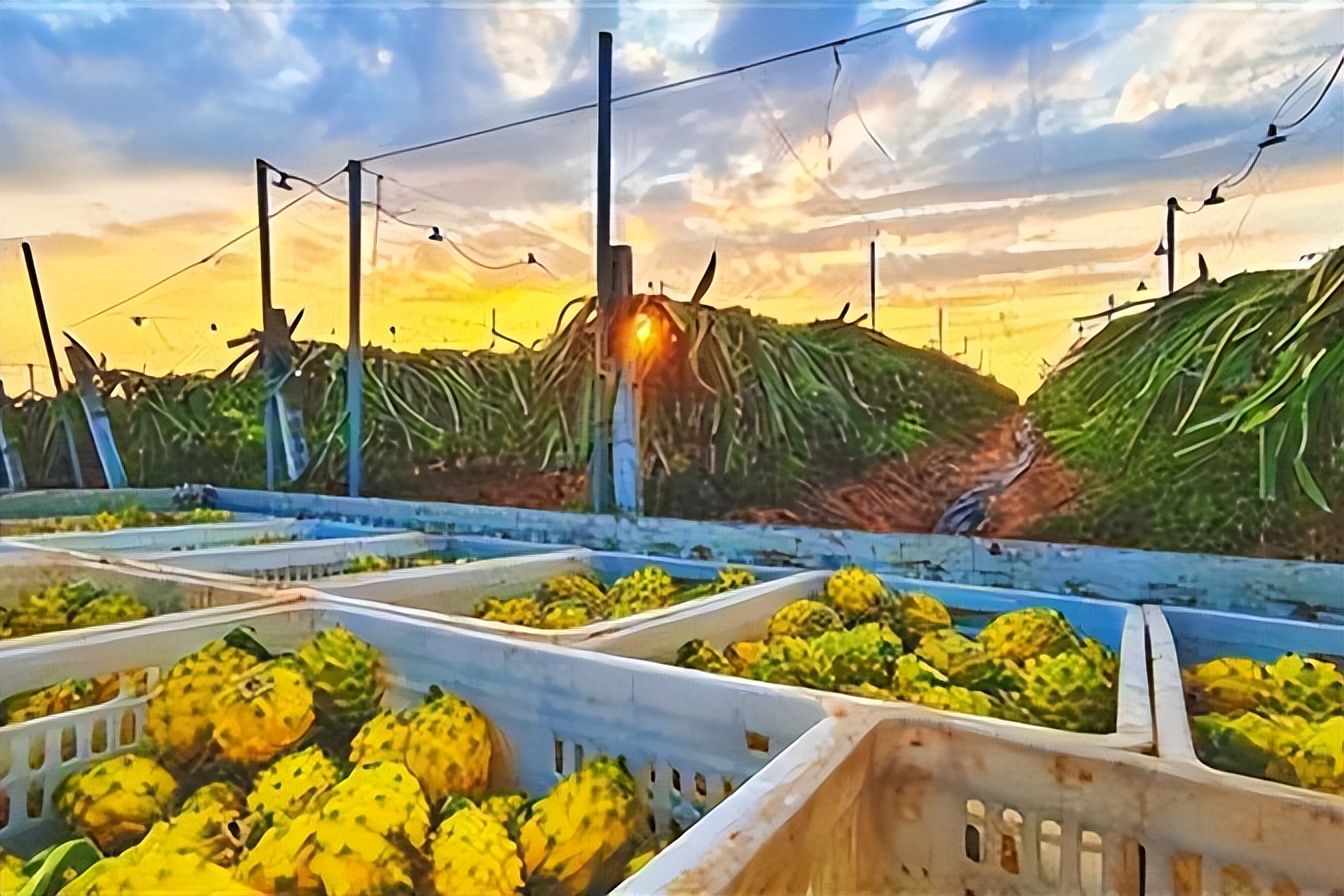 厄瓜多尔麒麟火龙果,厄瓜多尔的麒麟果是什么样子的