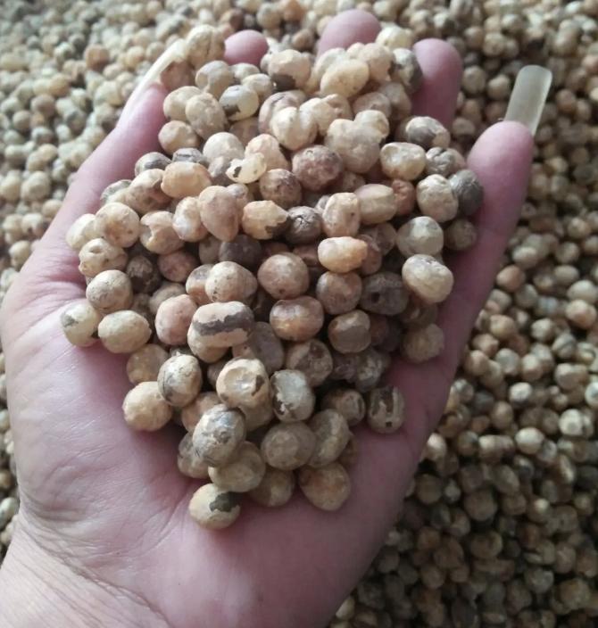 竹米究竟有多珍贵,竹子上长的大米