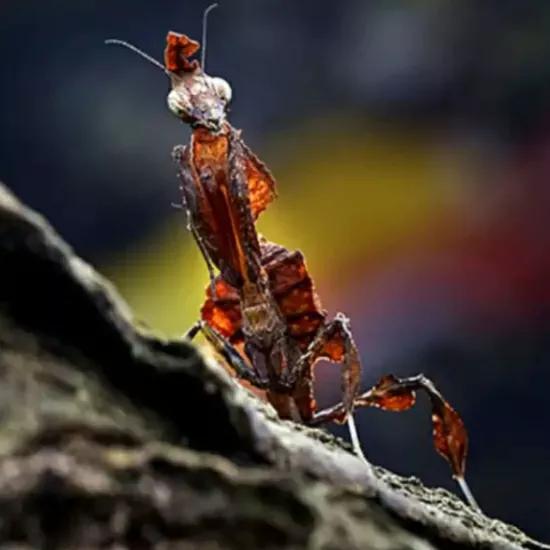 螳螂吃掉自己丈夫的头,螳螂为什么吃掉配偶螳螂吃蛇