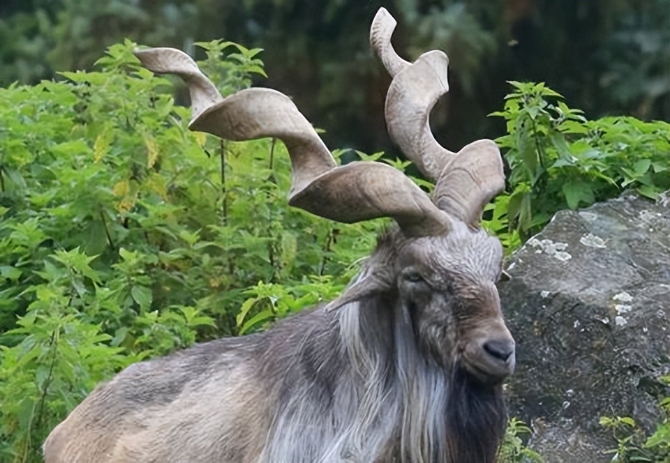 巴基斯坦冷知识10则,巴基斯坦冷知识知乎
