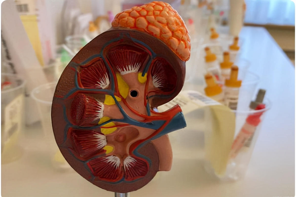 iga肾病导致的肾衰还能治好吗,iga肾病最好的恢复方式