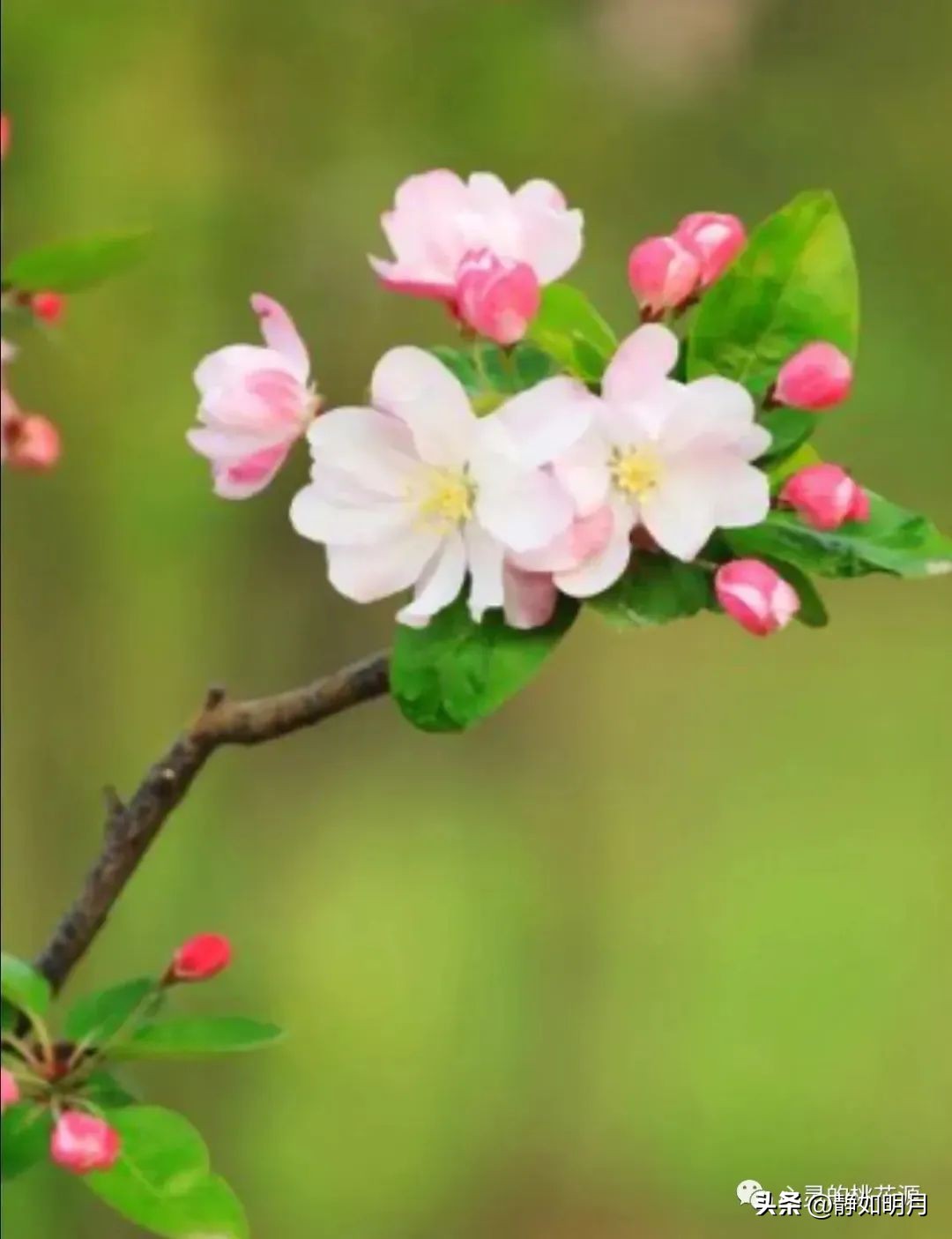 挥别三月迎来四月,告别三月迎接四月独白