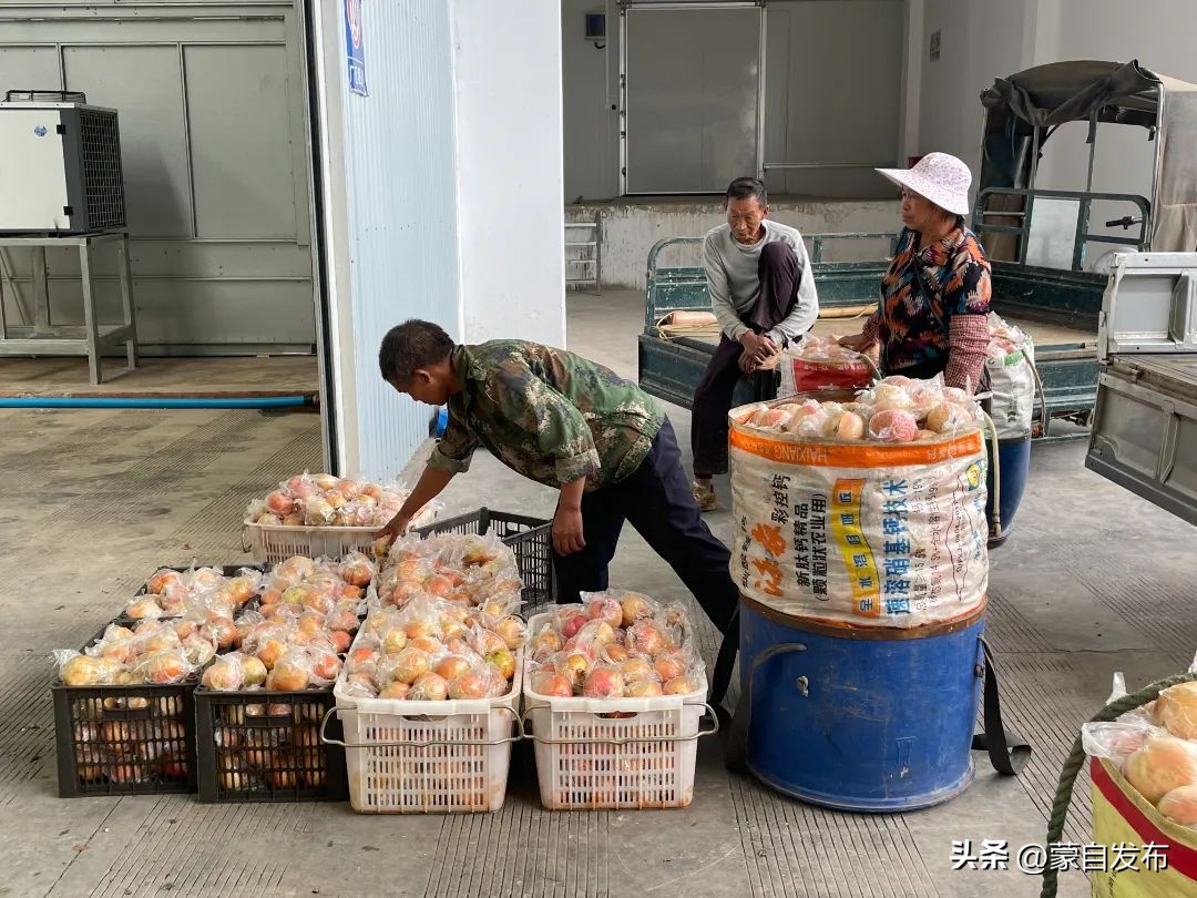 蒙自绿籽石榴好吃吗,蒙自石榴好吃还是突尼斯软籽好吃