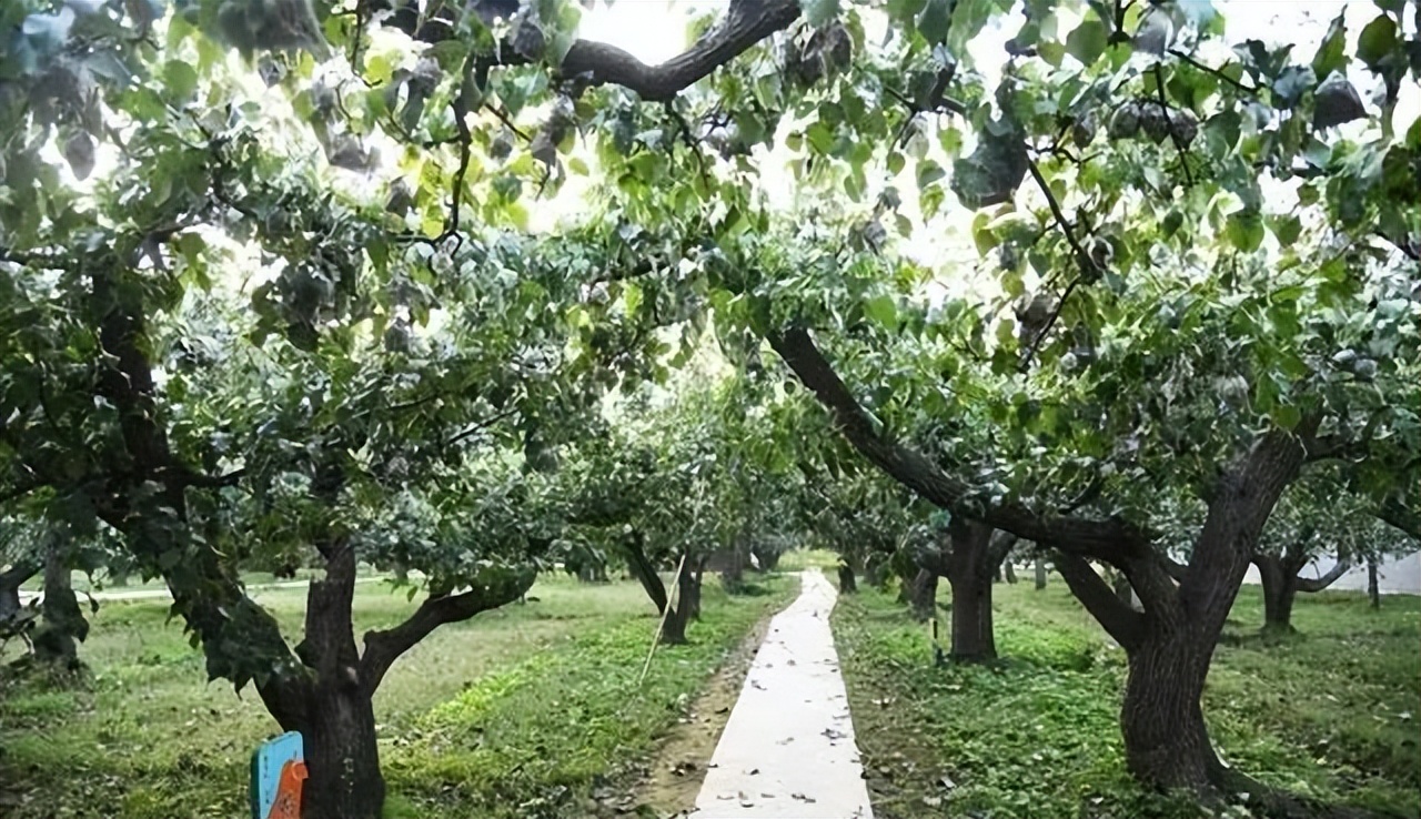 休闲农业与乡村旅游项目分析,休闲农业与乡村旅游什么时候开始