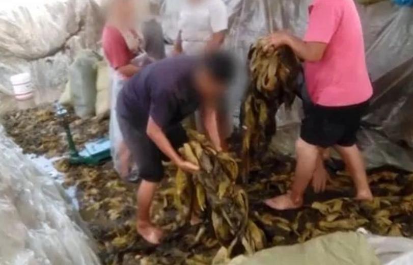 315曝光的瓜,315曝光茉莉泰国香米