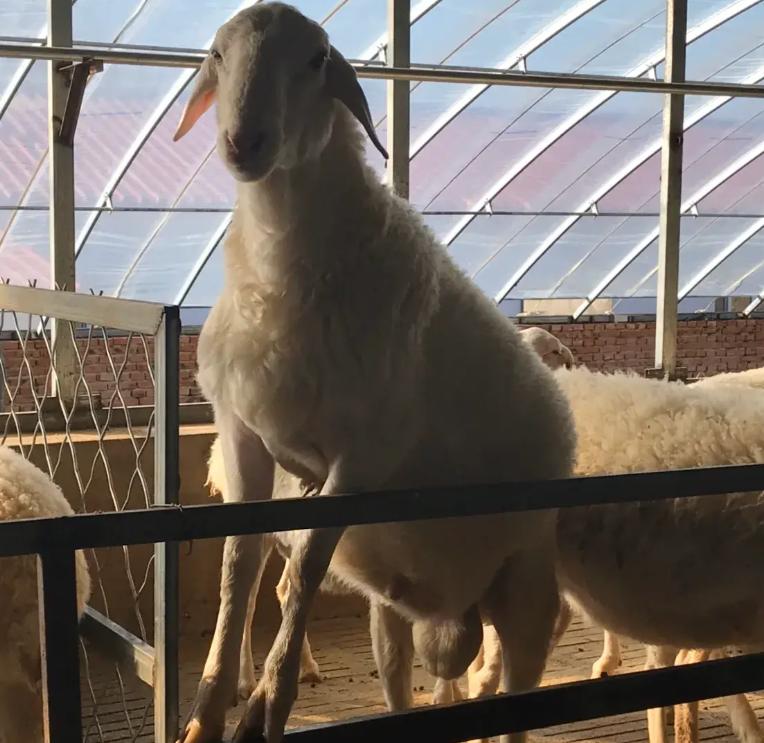 浅析高低比例棉籽壳饲粮对多浪羊消化代谢及微生物区系的影响