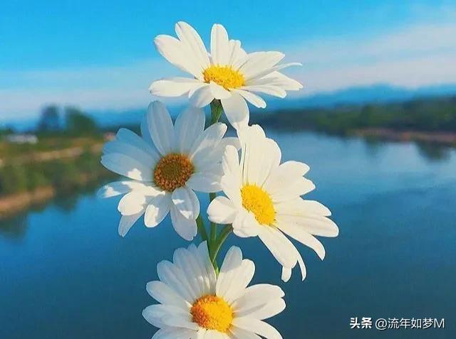 “桐歌一曲”带给我的喜欢和感动