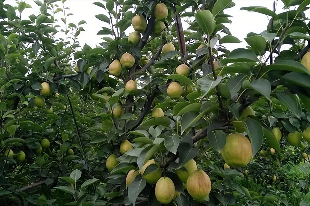 ［京畿旧事］徐城北 ‖ 选择固安 ④