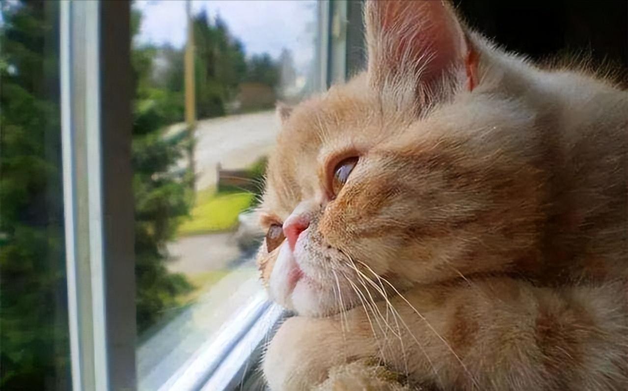 有这几个特征的猫咪不能养,被养得好的猫咪会有哪些特征