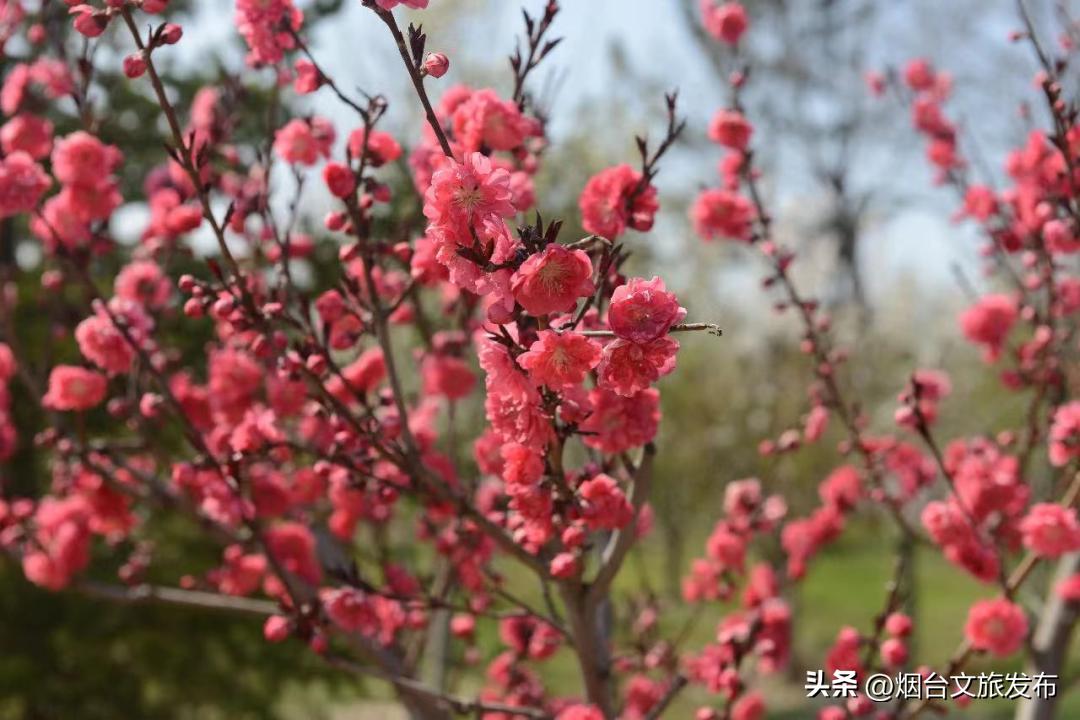 烟台2018年赏花攻略全集,春天烟台赏花地点推荐芝罘区