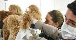 如何清理泰迪幼犬排泄腺,如何给泰迪狗清理肛腺