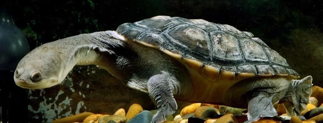 宠物水锈怎么去除妙招,宠物龟腐皮的真正原因